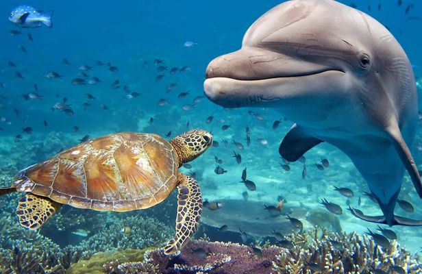 Guided Tour for Dolphin & Sea Turtle Observation in Saint Augustine, Florida