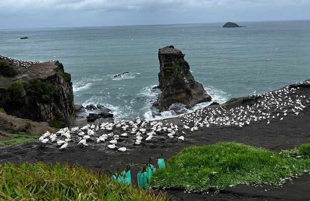 Auckland City and West Coast Black Sand Beach Full Day Tour