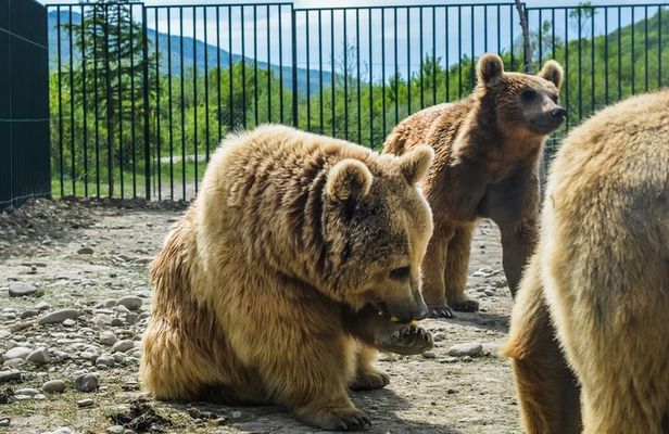 Sabaduri forest, Chronicles of Georgia, wolves and bears Zoo 