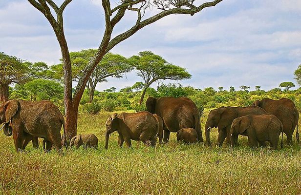 From Arusha : 3 Days Private Safari Tarangire N.P and Serengeti