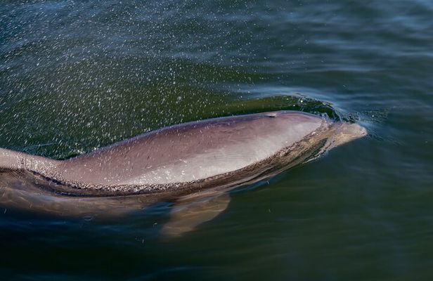 National Park Pedal Kayak Tours in New Smyrna Beach