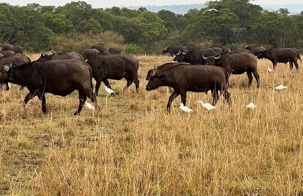 3-Day Masai Mara Safari Jeep Tour