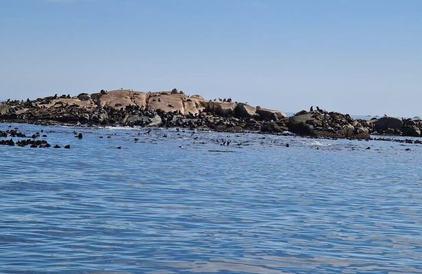 Hout Bay Tour Boat Trip to Seal Island and drive up Chapmans Peak