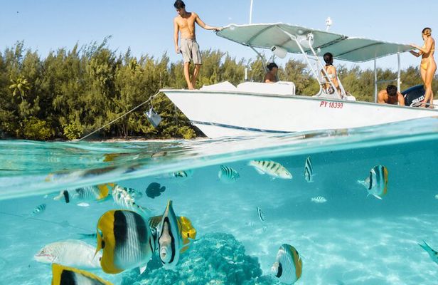 Half Day Tour lagoon discovery marine fauna flora small group