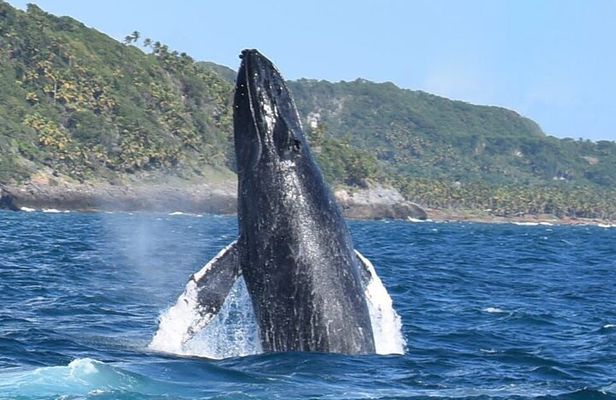 Whales Watching Half Day Experience