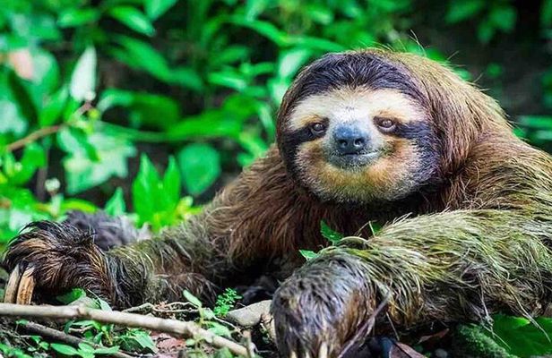 Private Tour to Monkey Island and Sloth Sanctuary in Gamboa