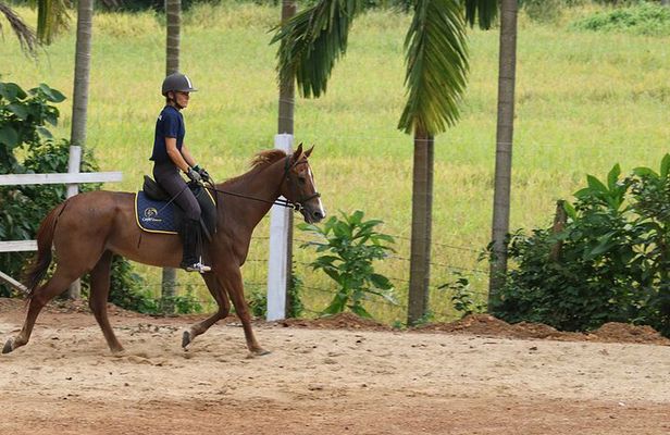 4-Hour Horse Riding in Nuwara Eliya