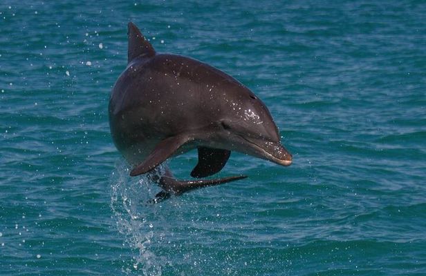 Biologist Owned & Operated: Dolphin Watching & Guided Snorkeling