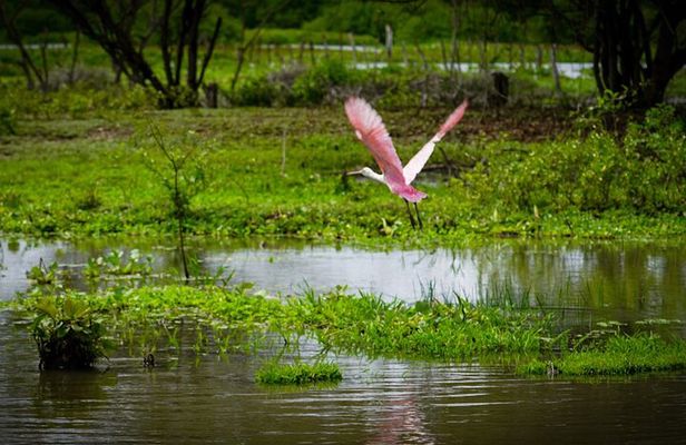 Magdalena River Safari - 6 Hours