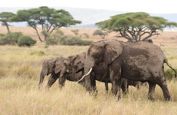 7 Days Elephant Safari Experience in Arusha