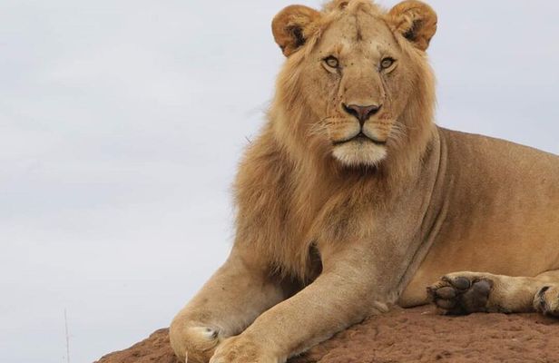 3 Days Masai Mara Flight Safari