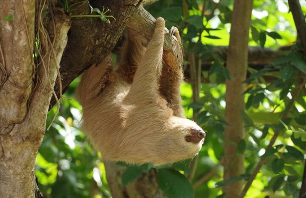 Skip the Line: Diamante Eco Adventure Park: Animal Sanctuary Discovery Ticket