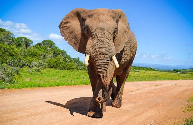 Schotia Game Reserve Tour with Port Pickup, Next to Addo Park