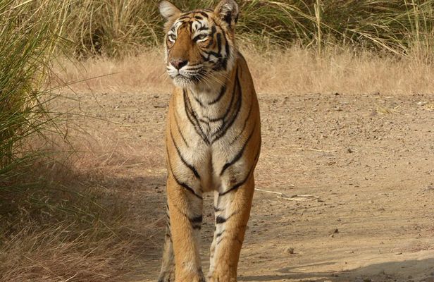 Ranthambore Jeep Safari