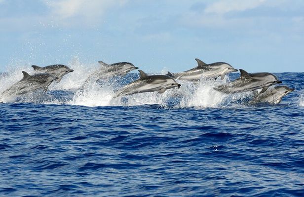 Dolphin tour, Jozani Forest, Jambiani Kuza Cave, Paje Beach &The Rock restaurent