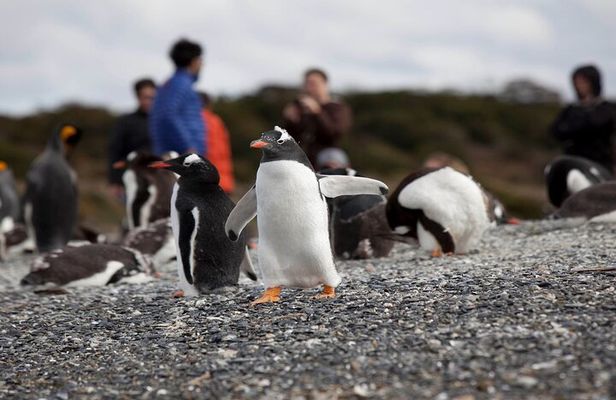 Ushuaia: Beagle Walk Among Penguins Navigation to Isla de Lobos