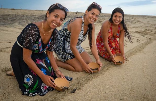 Baby Turtle Release Tour + Pick up + Courtesy in Puerto Escondido!