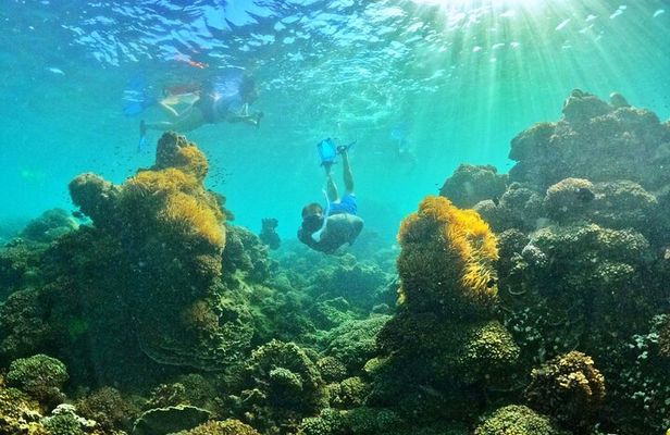 PRO-SNORKELING to Explore The Coral Jungle REEF (MAX 10 PAX)