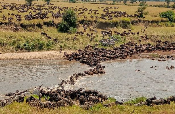 3 Day Private 4x4 Jeep Tour in Masai Mara Safari