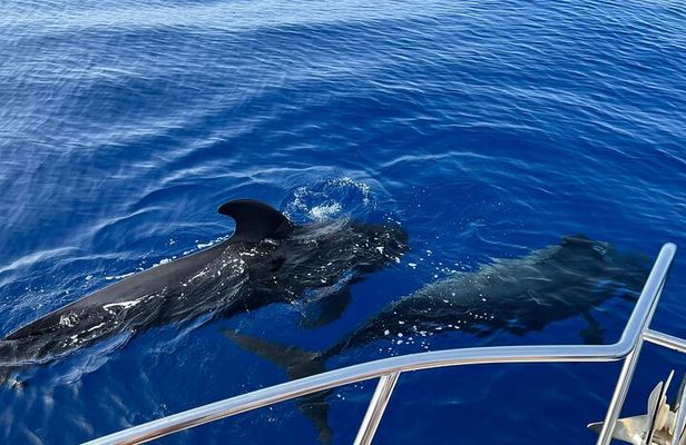 Whale and dolphin watching tour Los Gigantes and Masca in small groups