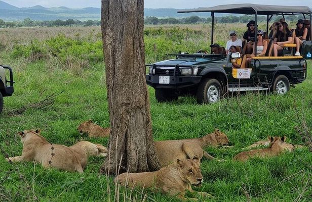Full-Day Safari Tour from Mikumi National Park of Zanzibar