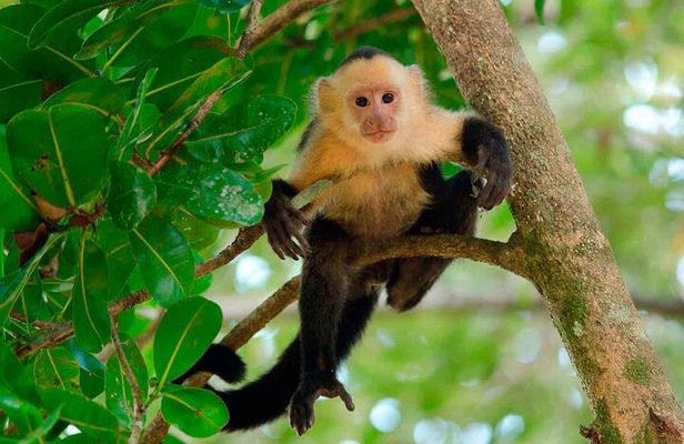 Locally Guided Tambopata Amazon Jungle Tour (4 days)