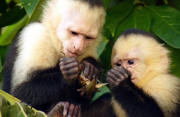 2 Day Private Tour in Tambopata Amazon