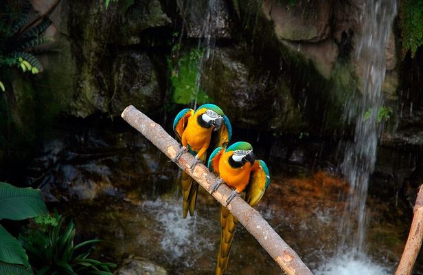 Tambopata Amazon Reserved Zone Exclusive Experience (6 Days)