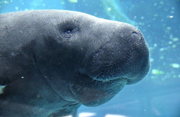 Swim with Manatees Crystal River FL FREE PHOTOS & INWATER GUIDE 
