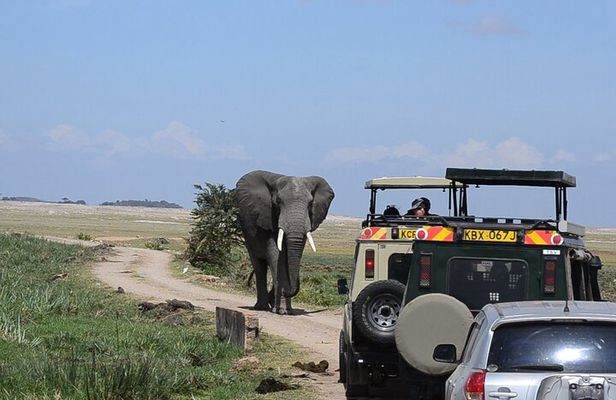  2-Day Amboseli Safari Witness Wildlife & Mt Kilimanjaro View 