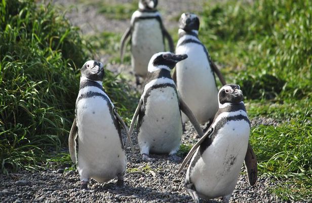 Wonderful Punta Tombo Penguin Rookery Tour for Cruise Passengers