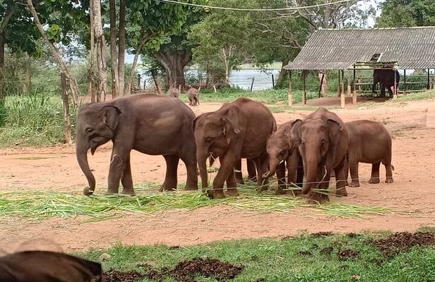 Full Day Tour to Udawalawe Safari and Ella