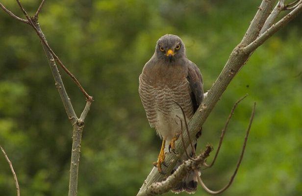 Birdwatching in Salento