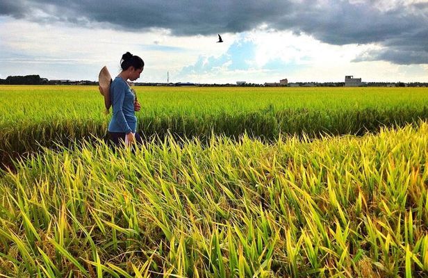 Back to Nature : Sekinchan Paddy Field, Fishing Village & Fireflies Tour