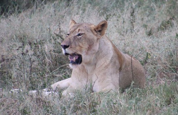 Shore Excursion Richards Bay Big 5 Safari Experience