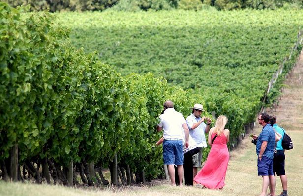 Pizzorno Winery with Lunch and Wine Tasting