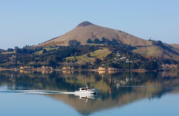 Otago Harbour Wildlife Cruise (Dunedin Shore Excursion)