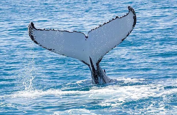Royal Humpback Whale Exploration