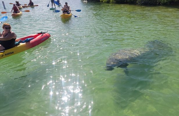 Mangrove Jungle Exploration on SUP/Kayak