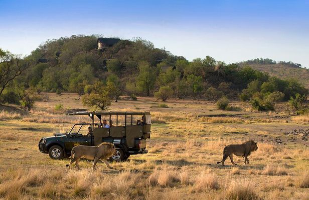 Full Day Pilanesberg Safari Adventure