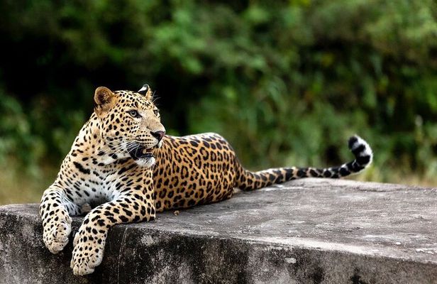 Golden Triangle Tour with Leopard Safari (Taj Mahal at Sunrise)