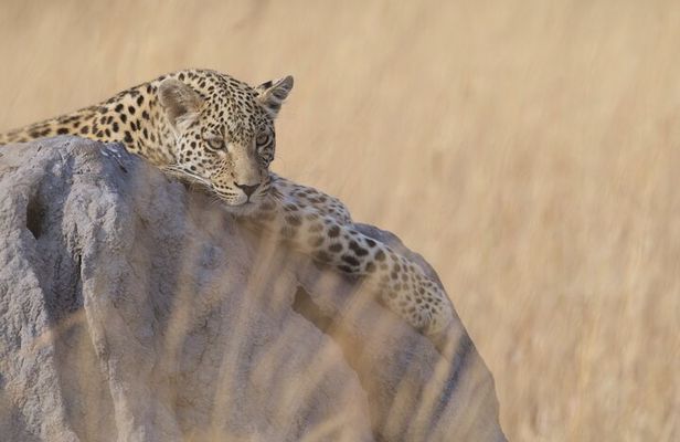 Chobe Extended Day Trip from Victoria Falls - Small Group