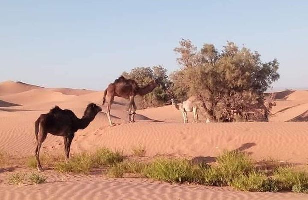 Petit Desert one day departure from Agadir