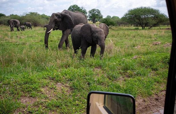 Tarangire Joint Tour(Free Accommodation before safari)
