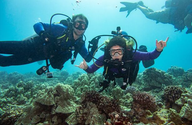Small Group Shallow Reef Dive in Oahu