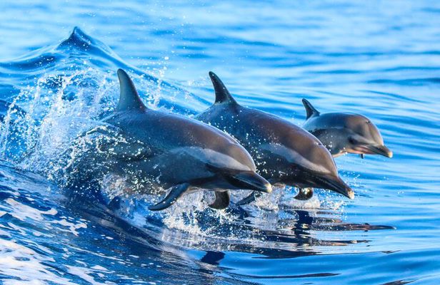 Dolphin Watching & Snorkelling Half Day Guided Tour Costa Rica