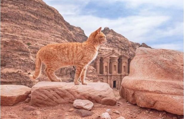 Half-Day Private Indiana Jones Petra Back Road Trial Tour