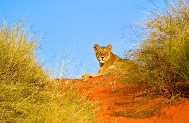 Hluhluwe and Imfolozi Safari Day Tour from Richards Bay