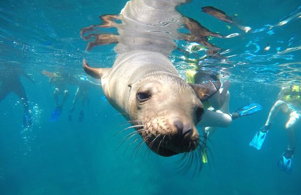 Small Group Snorkeling and Swim with Whale Sharks & Sea Lions in La Paz