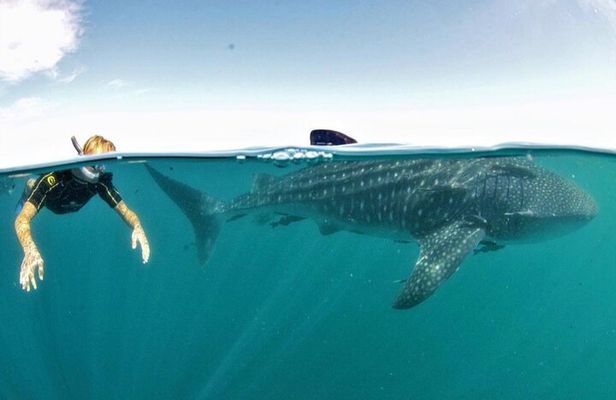 Whale Shark Snorkeling Experience